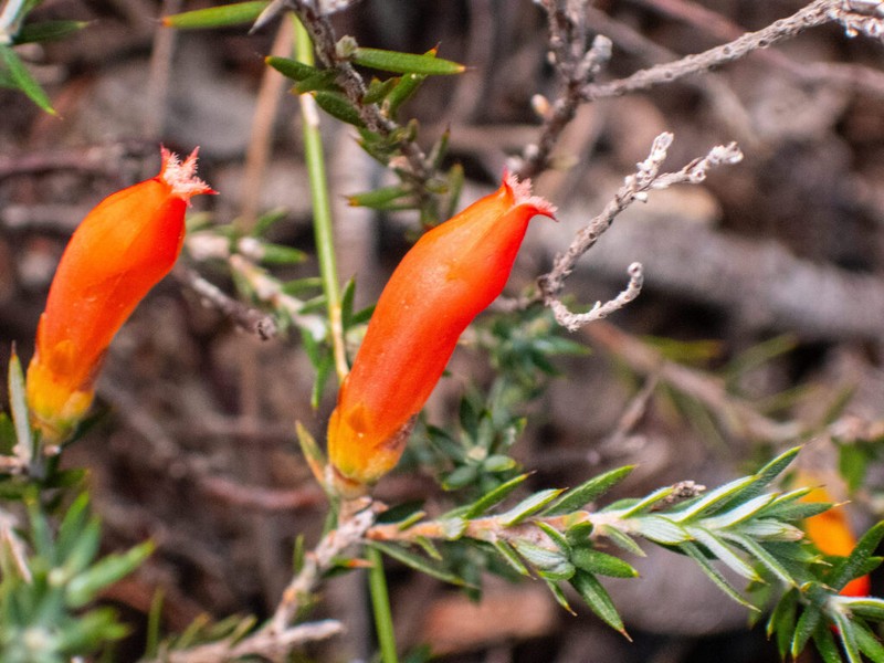 Styphelia erectifolia photo 4