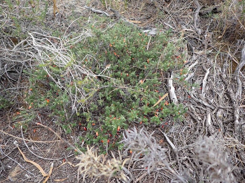 Styphelia erectifolia photo 5