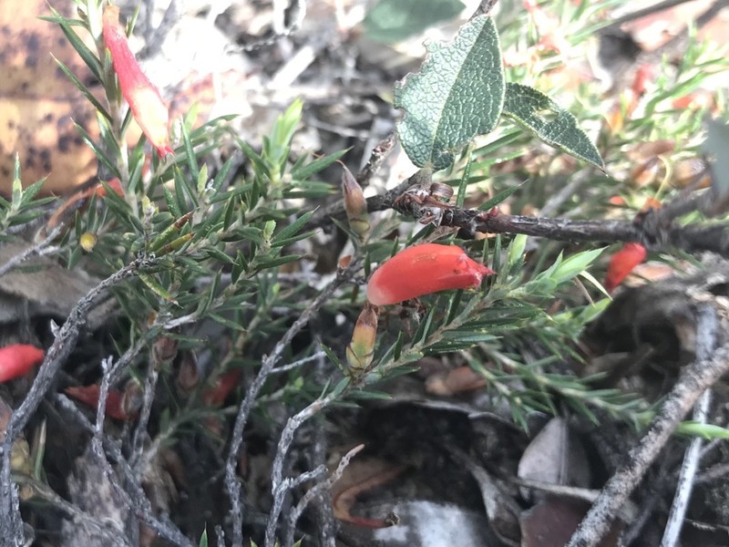 Styphelia erectifolia photo 6