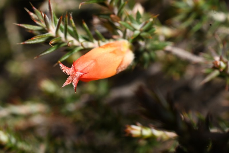 Styphelia erectifolia photo 7