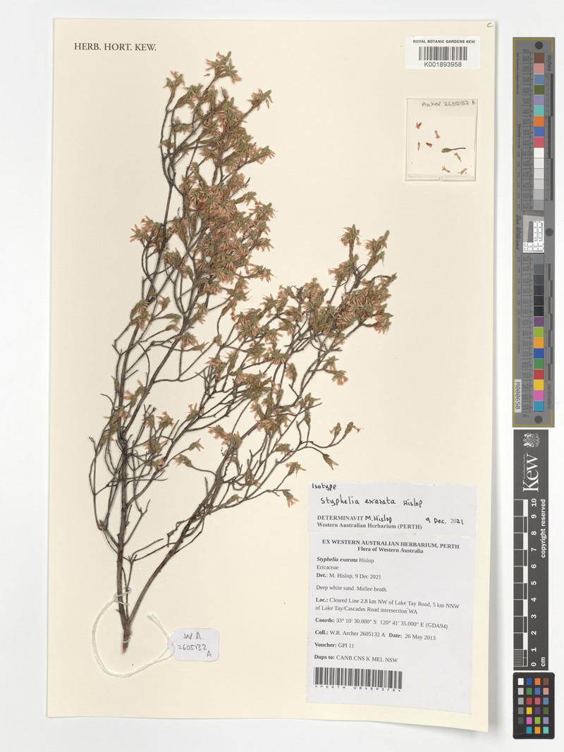 Styphelia exarata