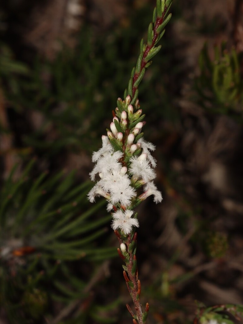 Styphelia exilis
