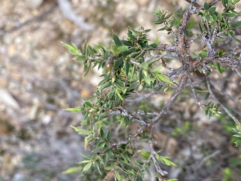 Styphelia fletcheri subsp. brevisepala