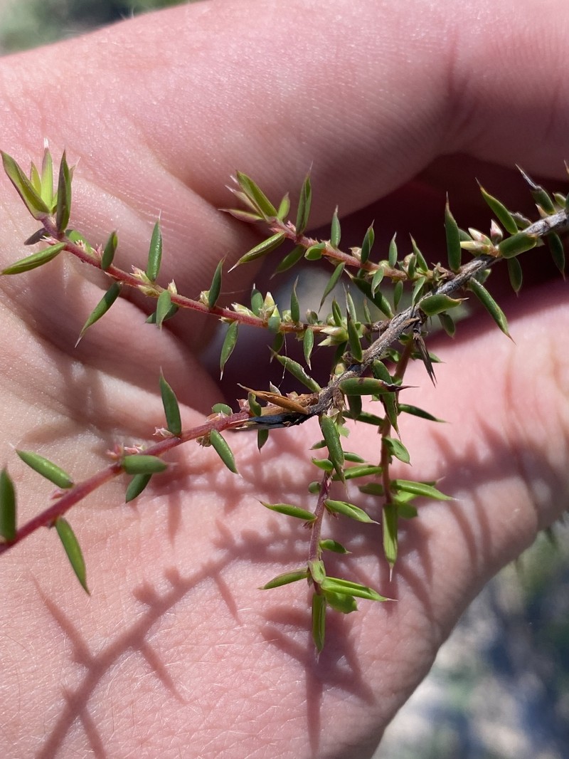 Styphelia fletcheri subsp. brevisepala photo 2