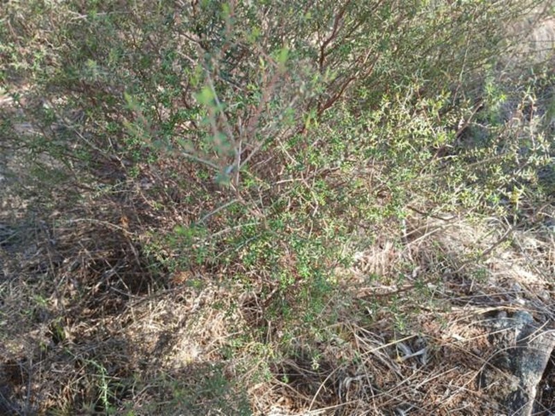 Styphelia fletcheri subsp. brevisepala photo 3