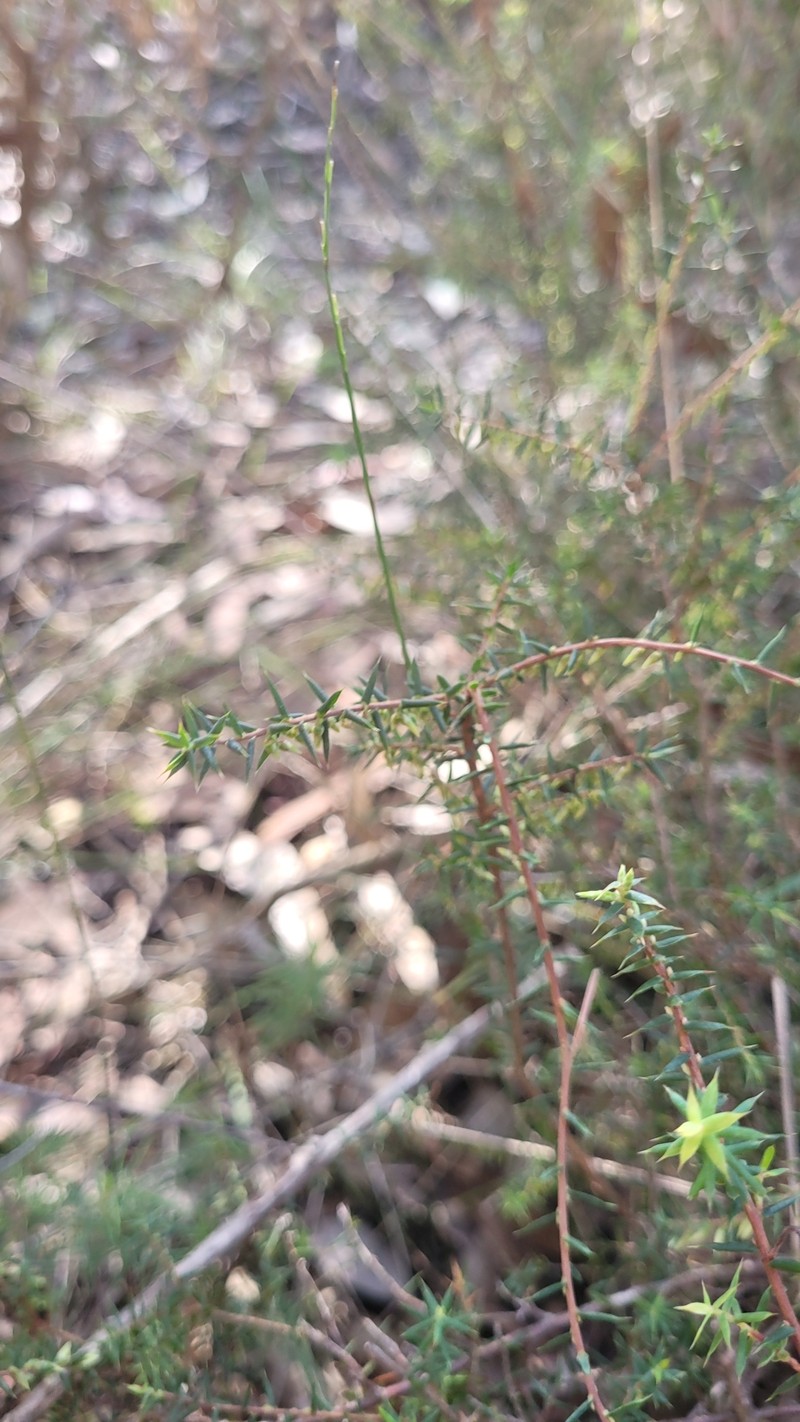 Styphelia fletcheri subsp. fletcheri