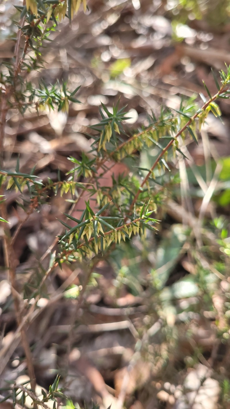 Styphelia fletcheri subsp. fletcheri photo 2
