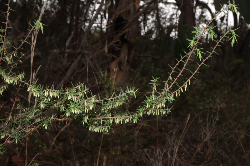 Styphelia fletcheri subsp. fletcheri photo 3