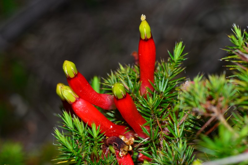 Styphelia foliosa