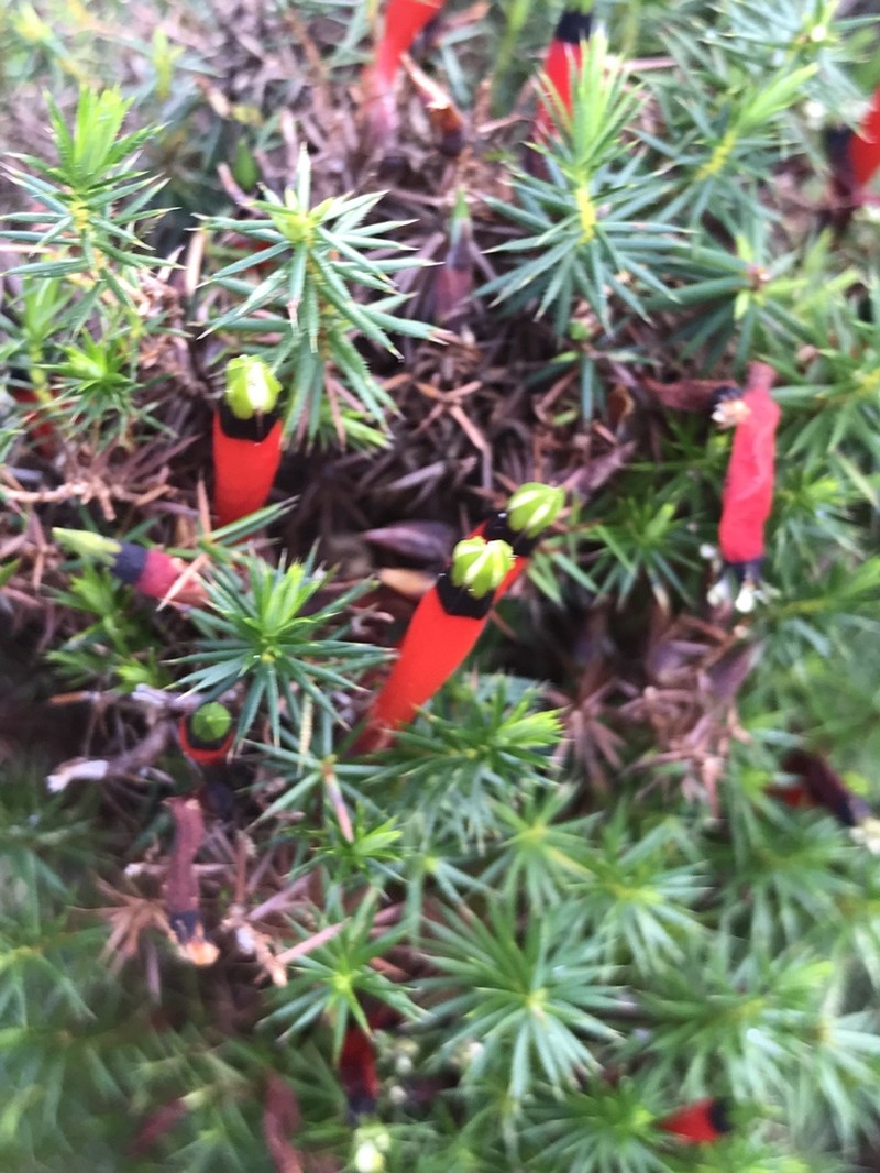 Styphelia foliosa photo 2