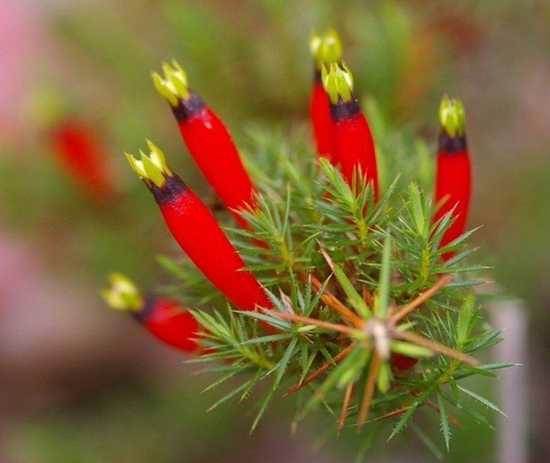 Styphelia foliosa photo 3