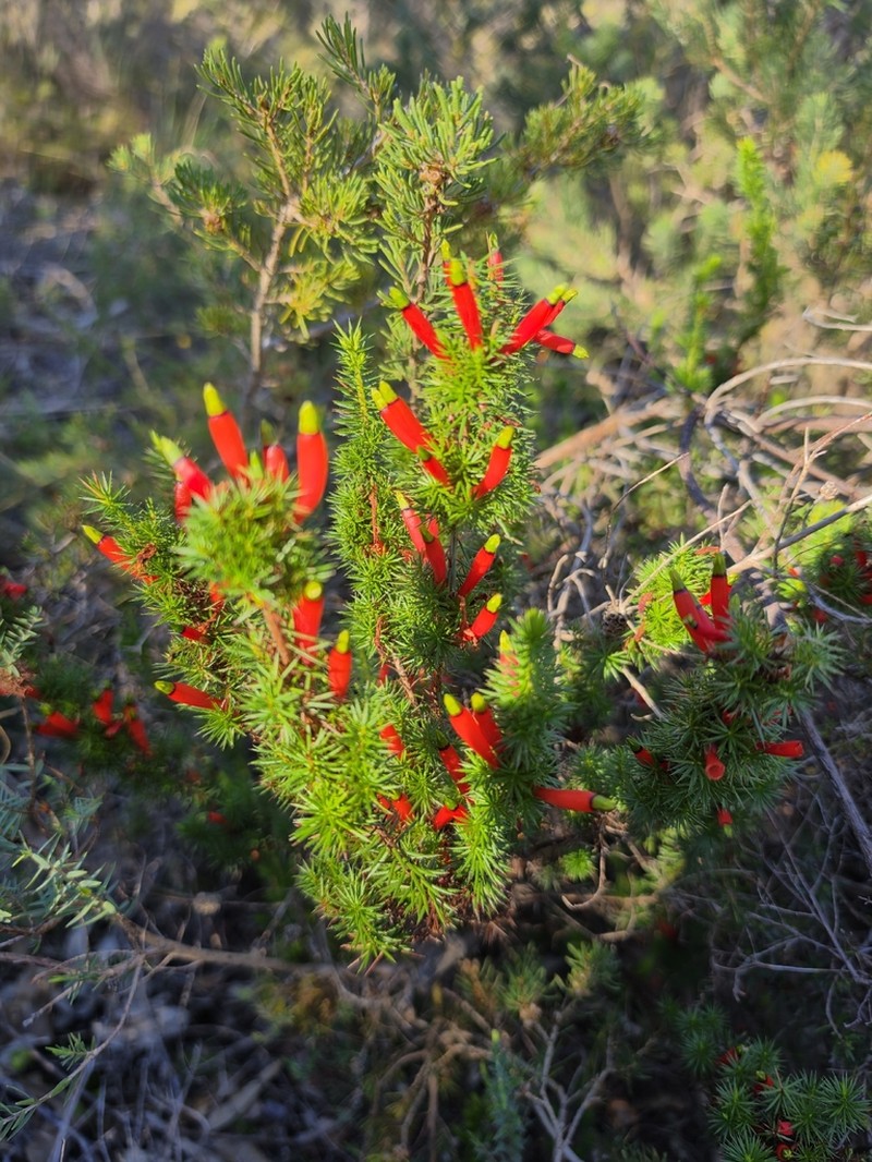 Styphelia foliosa photo 4