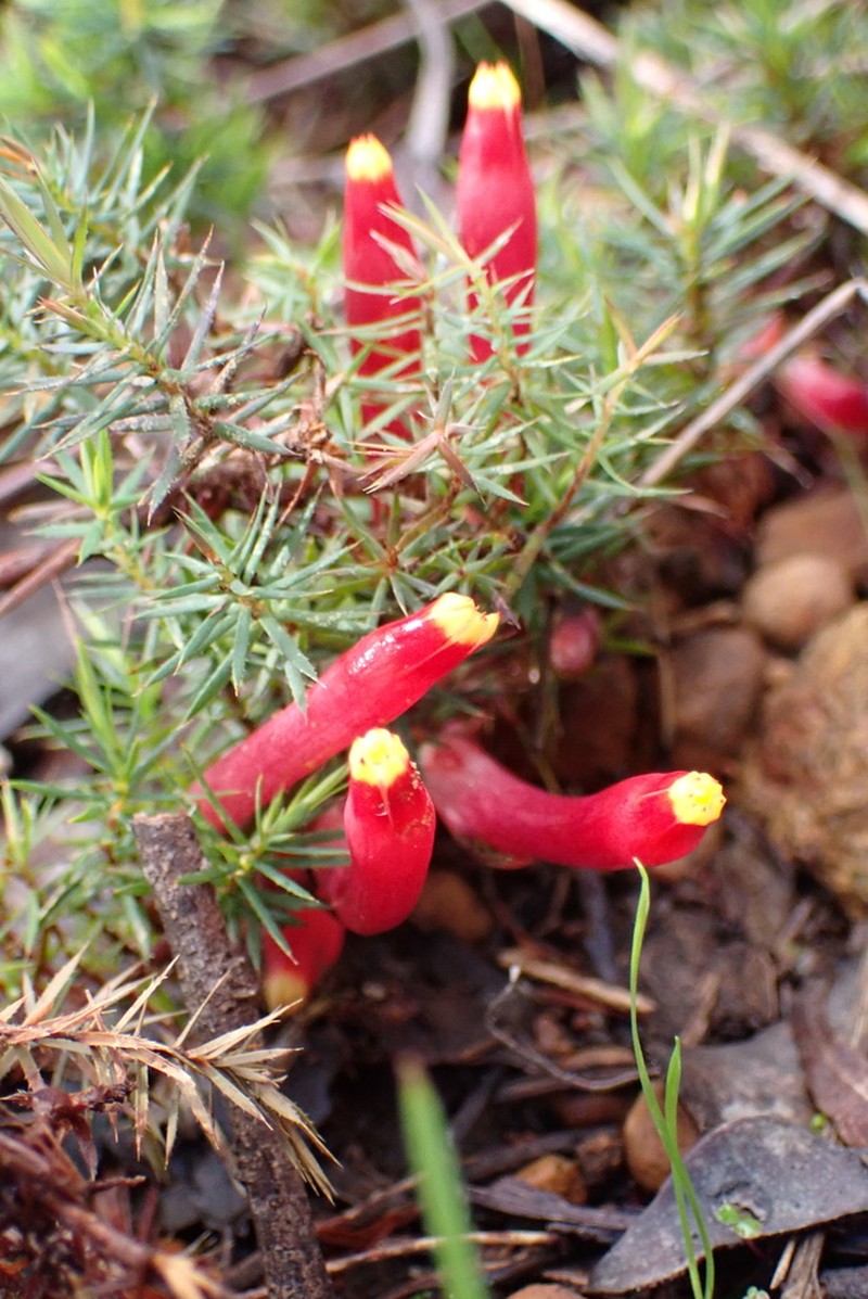 Styphelia foliosa photo 5