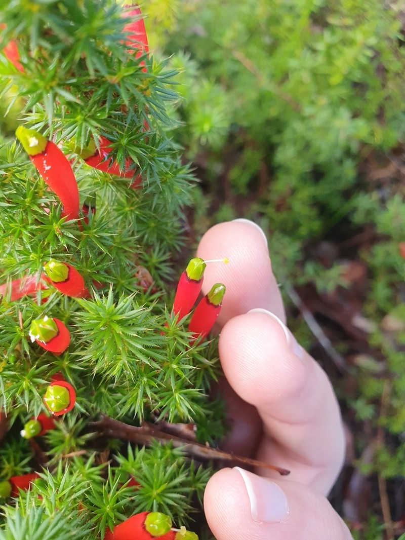 Styphelia foliosa photo 6