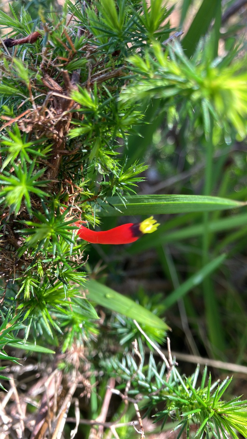 Styphelia foliosa photo 7