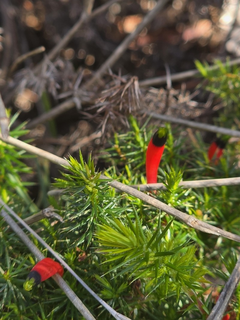 Styphelia foliosa photo 8