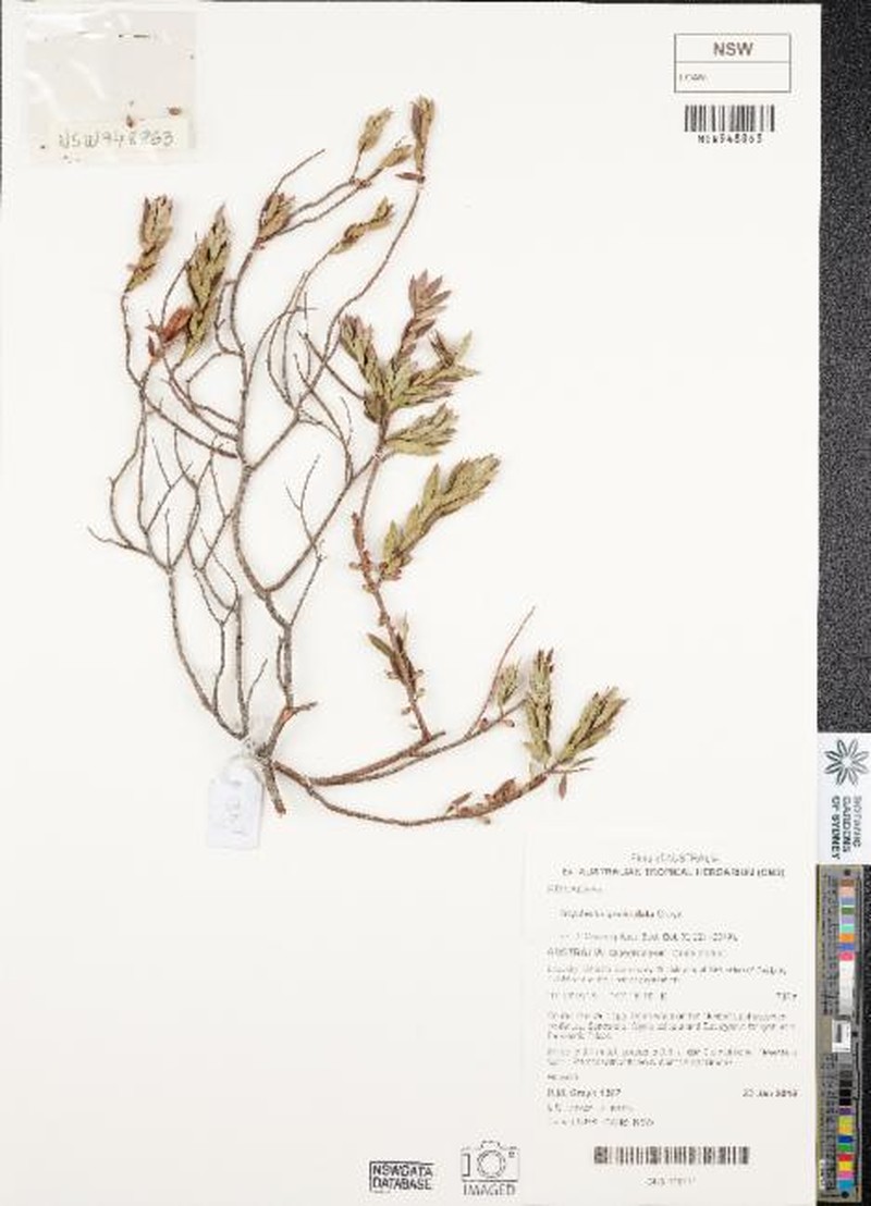 Styphelia geniculata