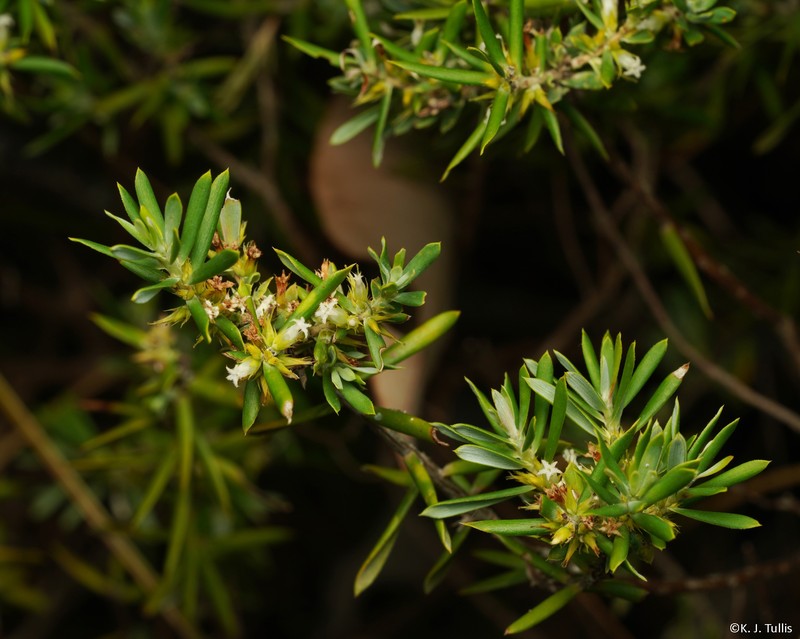 Styphelia glaucifolia photo 3
