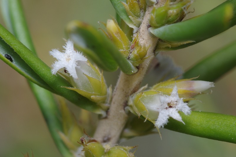 Styphelia glaucifolia photo 4