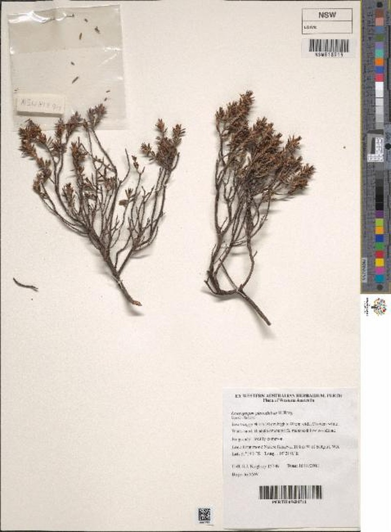 Styphelia glaucifolia photo 5