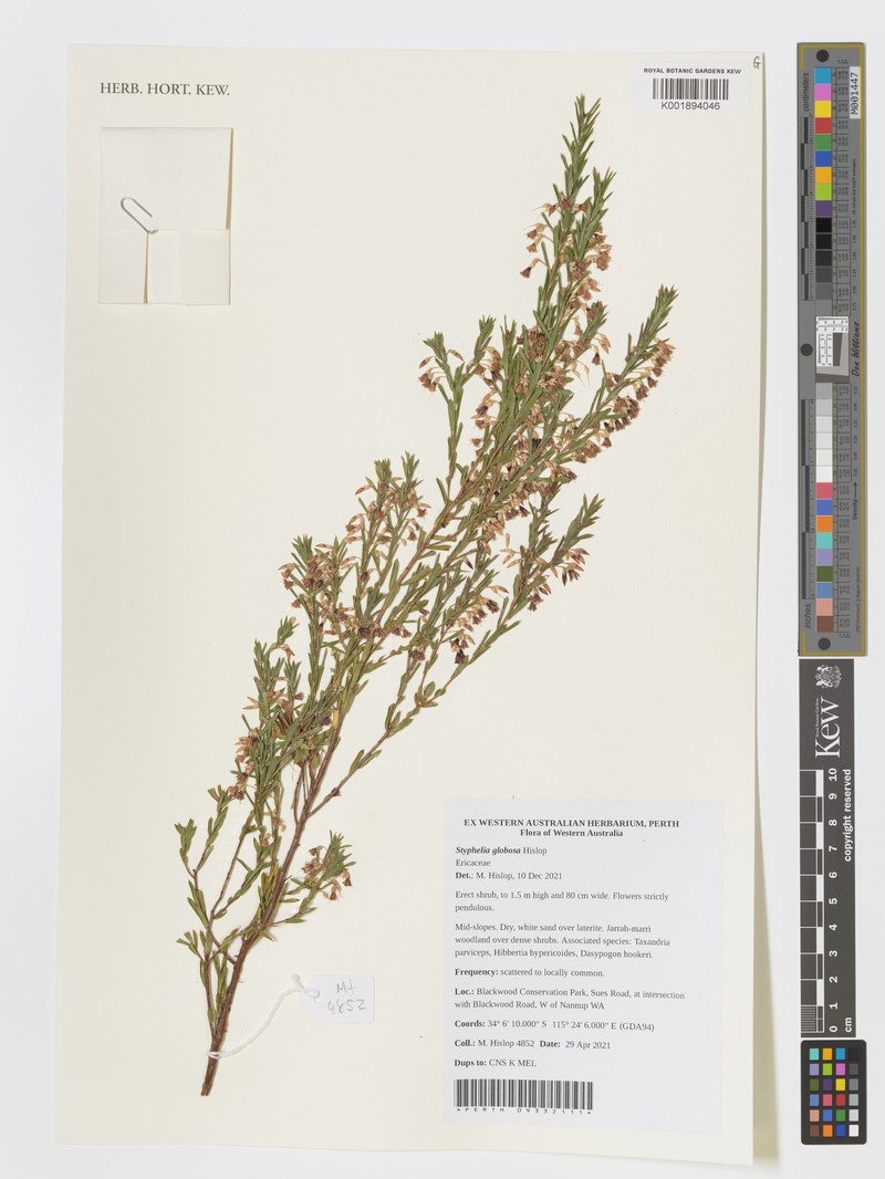 Styphelia globosa