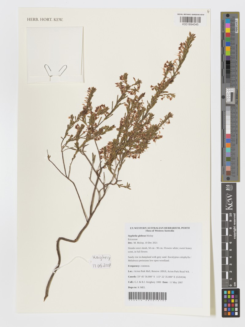 Styphelia globosa photo 2