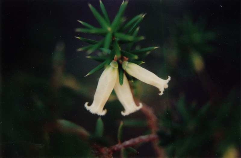 Styphelia grandiflora photo 2