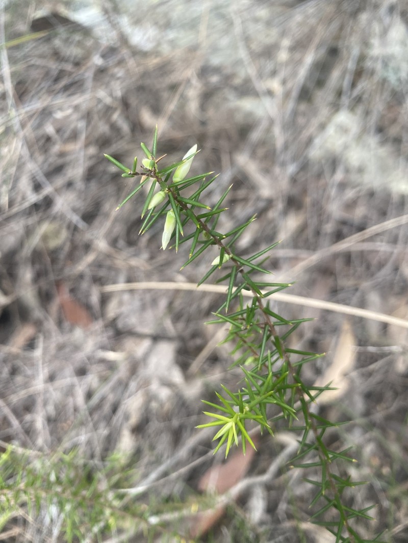 Styphelia grandiflora photo 3