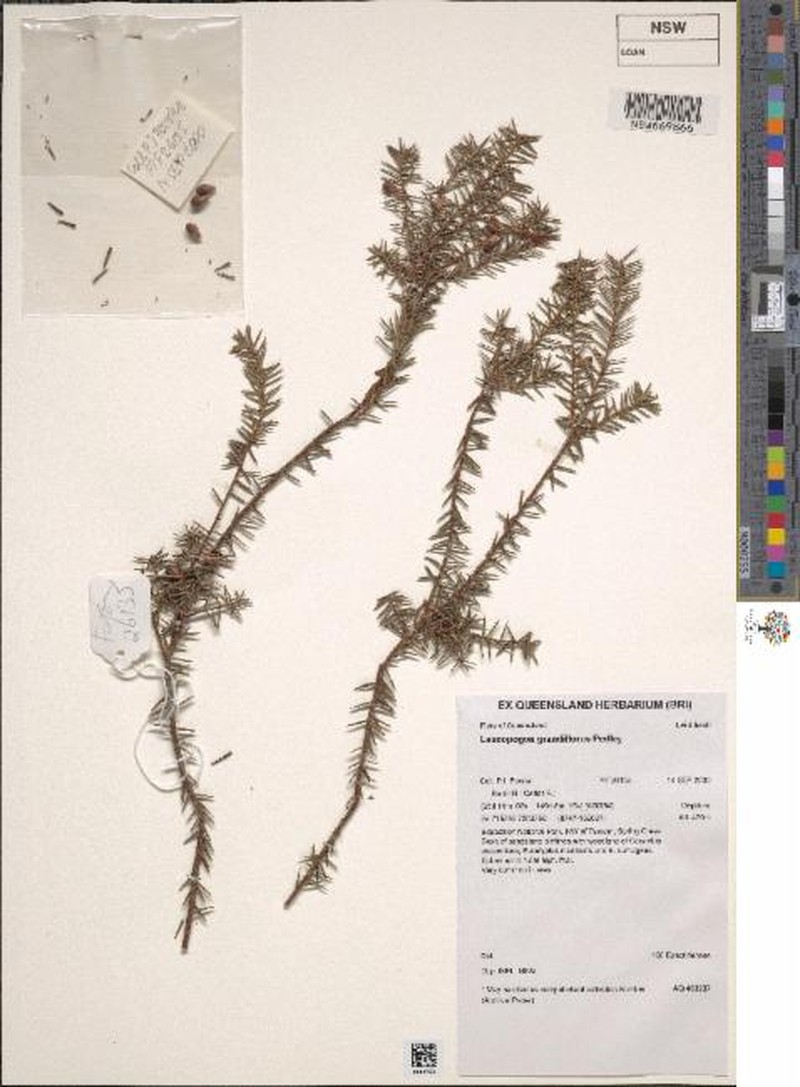 Styphelia grandiflora photo 4