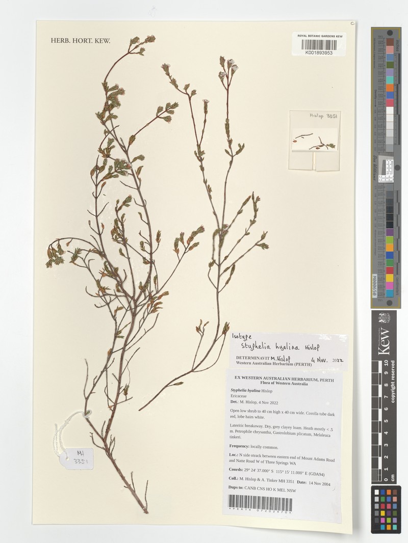 Styphelia hyalina