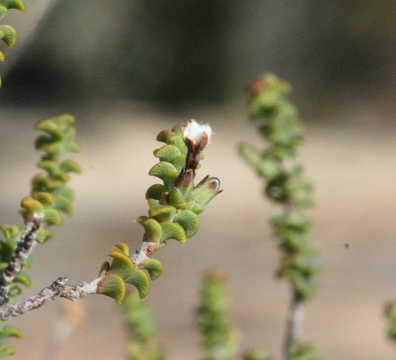 Styphelia incerta photo 2