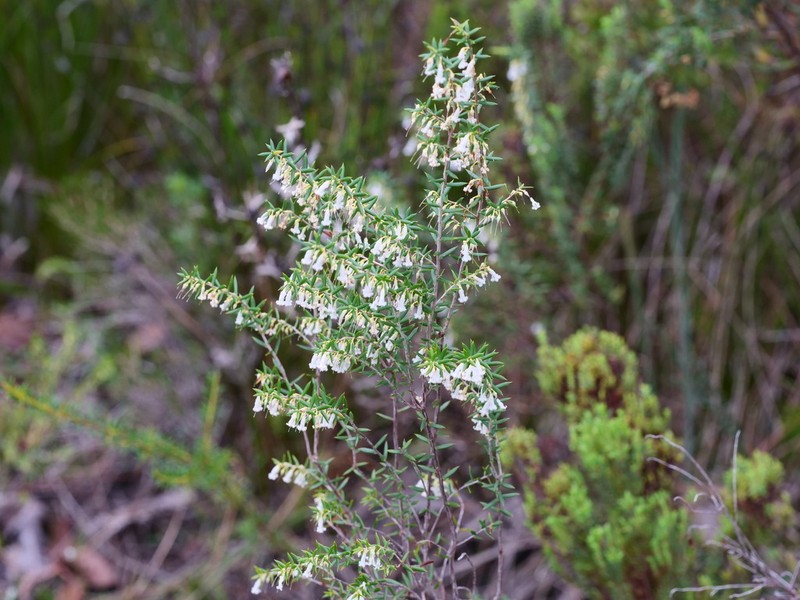 Styphelia inframediana