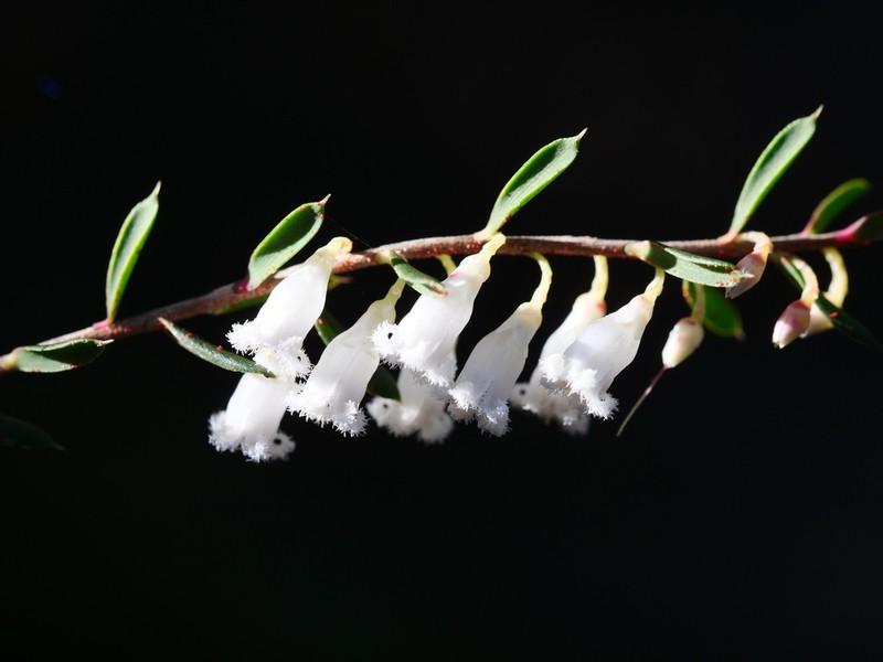 Styphelia inframediana photo 2