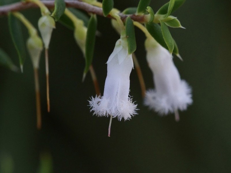 Styphelia inframediana photo 6