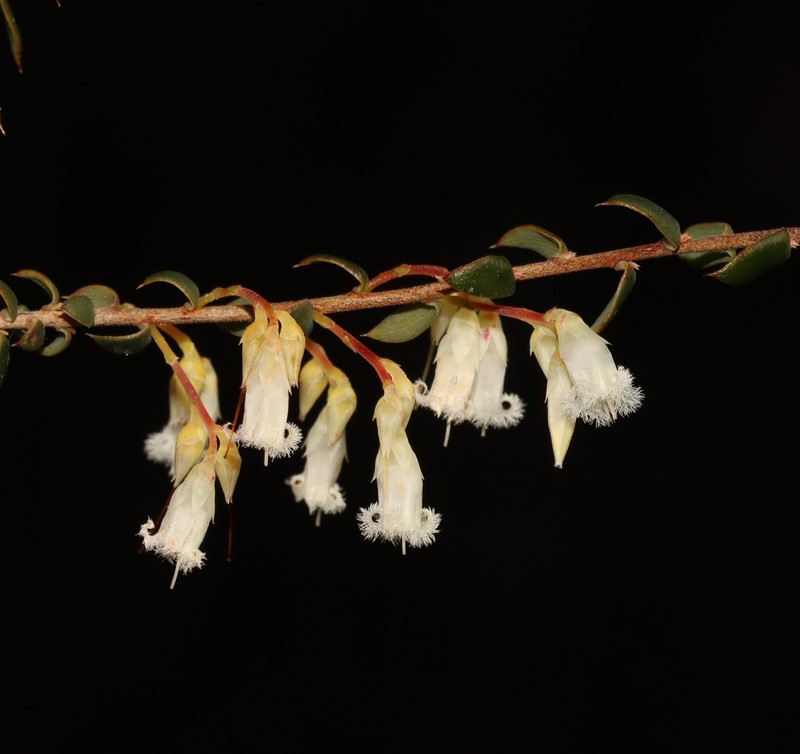Styphelia inframediana photo 7