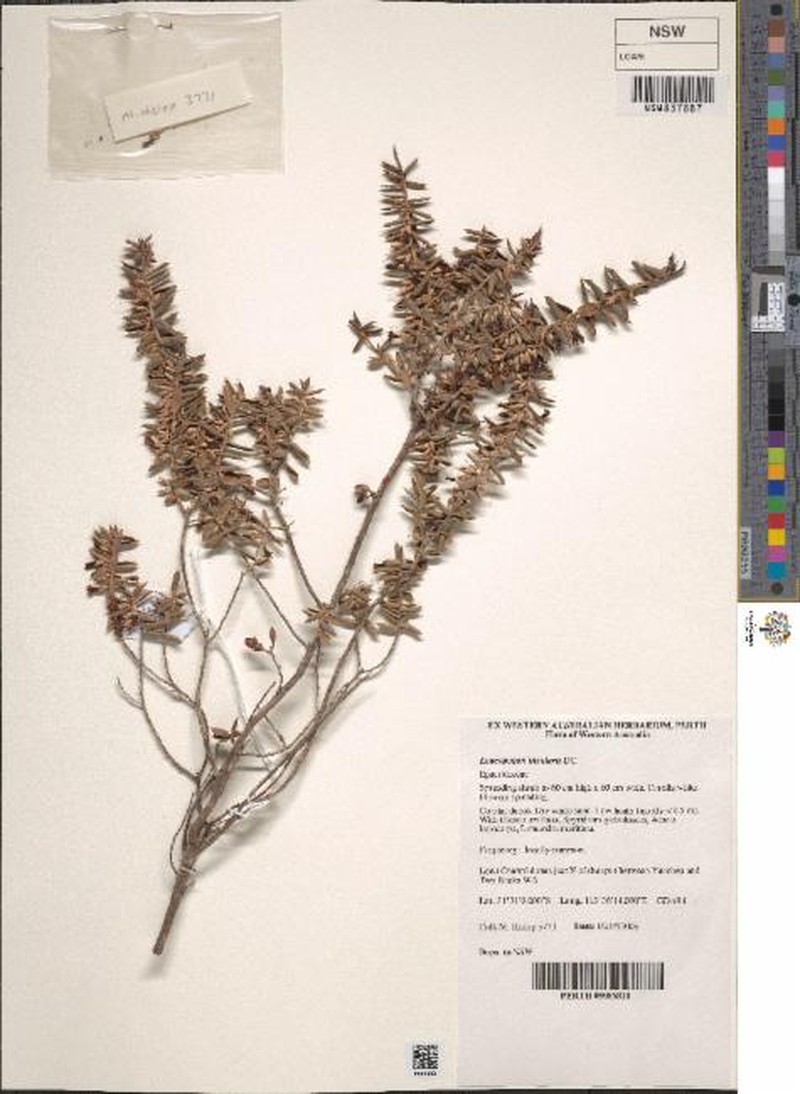 Styphelia insularis