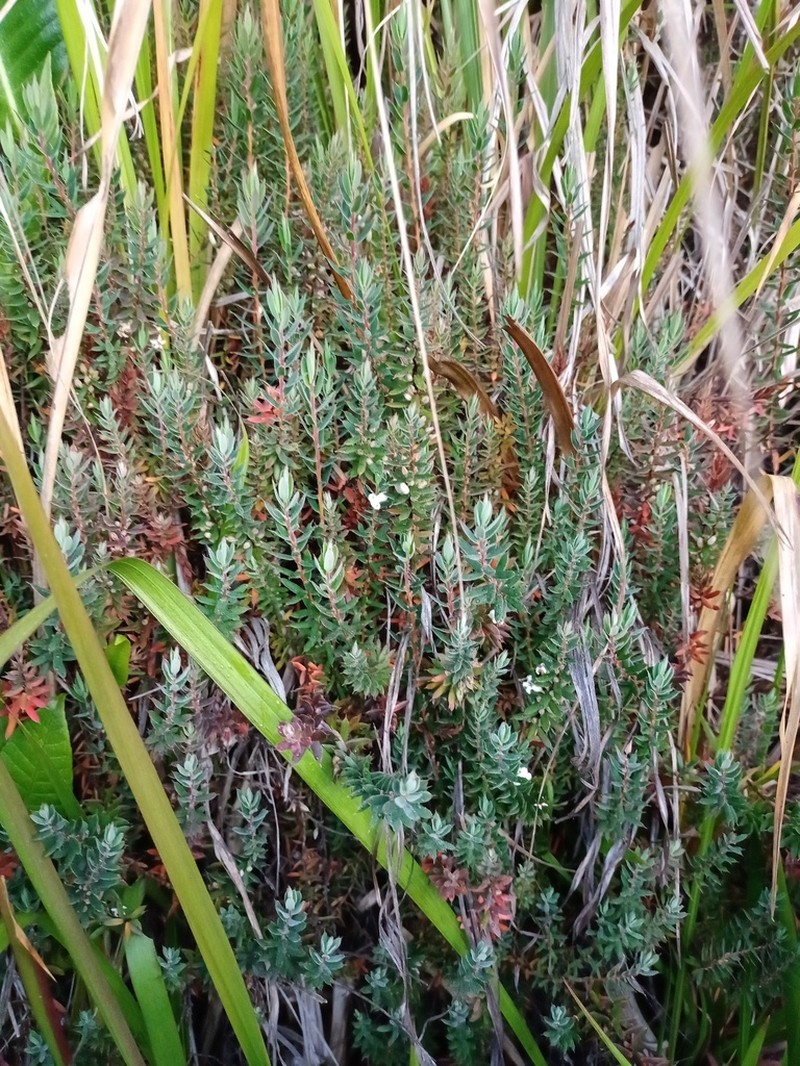 Styphelia javanica photo 3