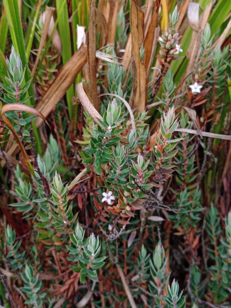 Styphelia javanica photo 4