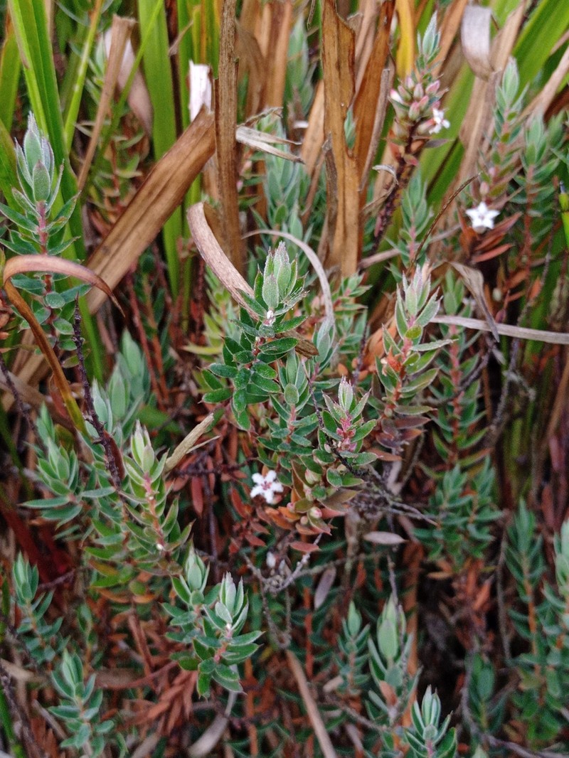 Styphelia javanica photo 6