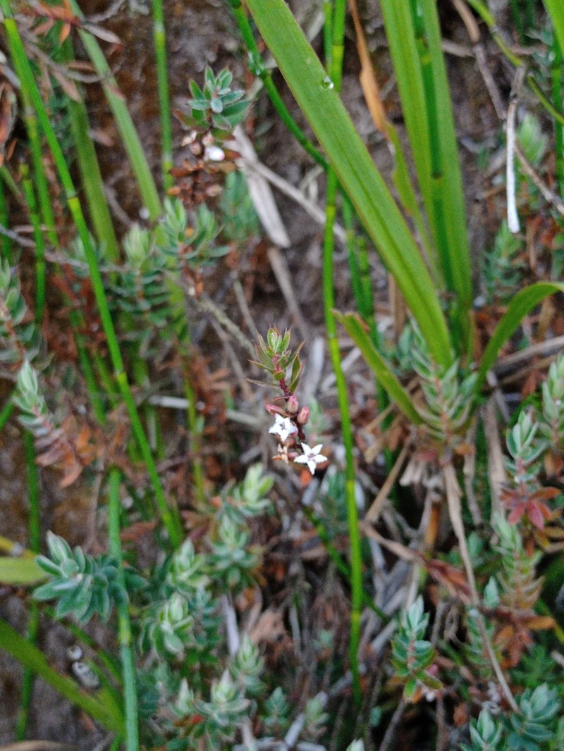 Styphelia javanica photo 7