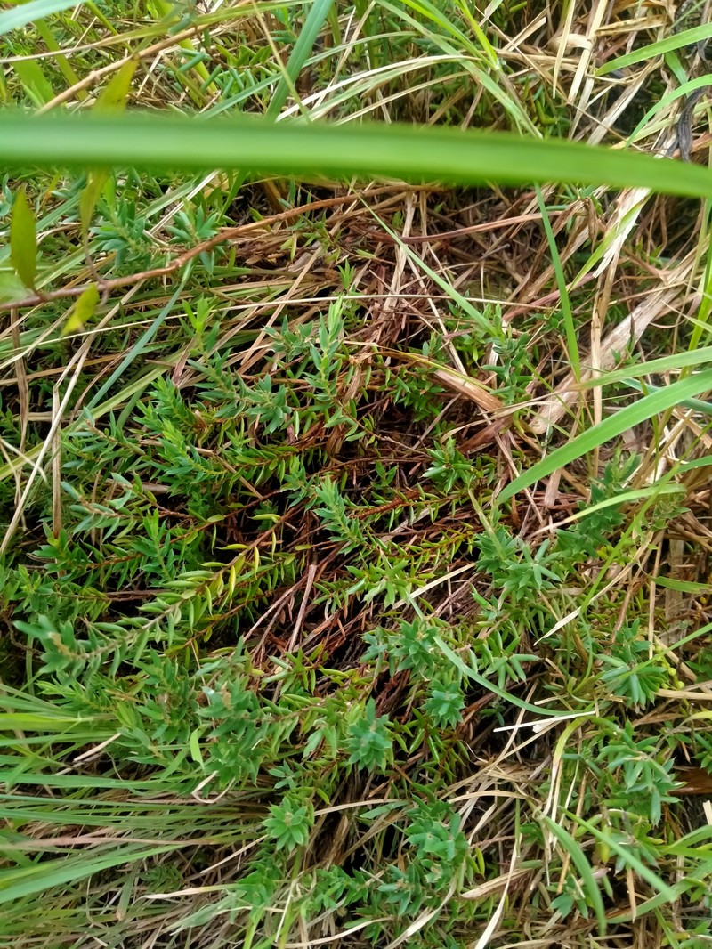 Styphelia javanica photo 8