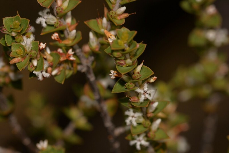 Styphelia kalbarriensis