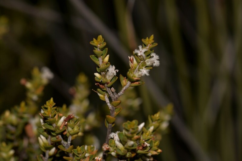 Styphelia kalbarriensis photo 2