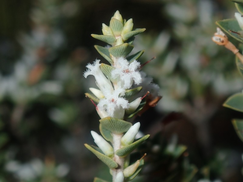 Styphelia kalbarriensis photo 3