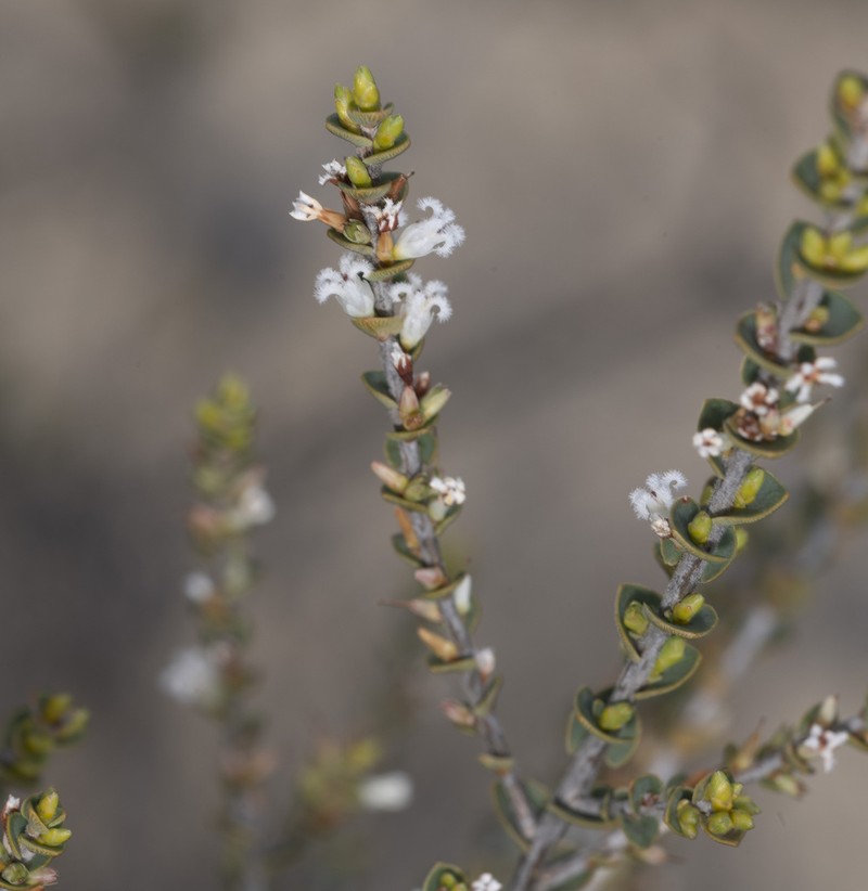Styphelia kalbarriensis photo 4
