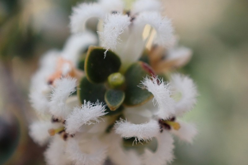 Styphelia kalbarriensis photo 5