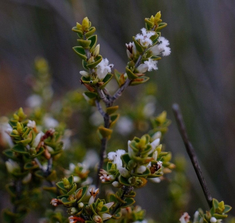 Styphelia kalbarriensis photo 6