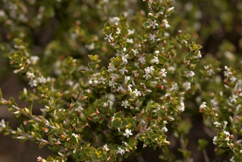 Styphelia kalbarriensis photo 7