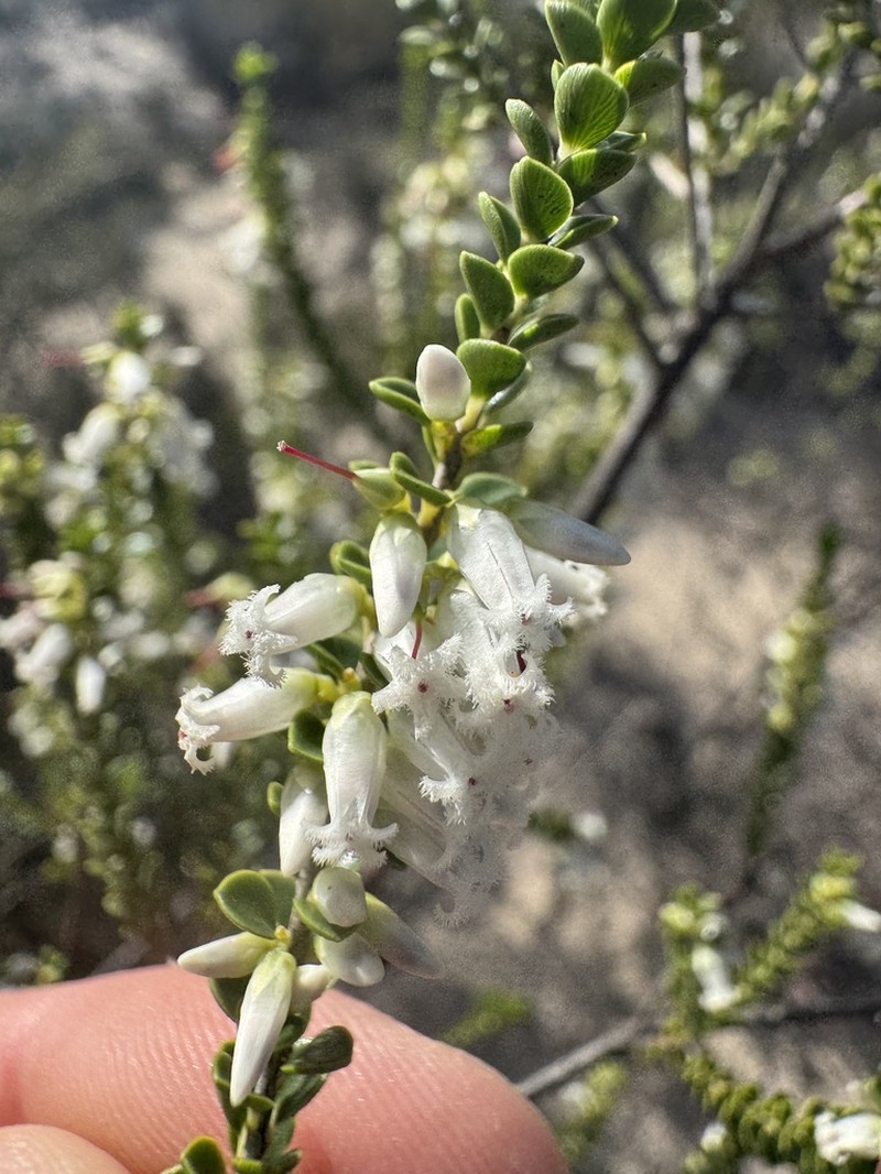 Styphelia kalbarriensis photo 8
