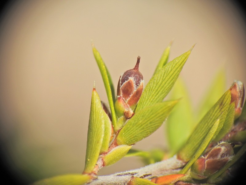 Styphelia kinkuna